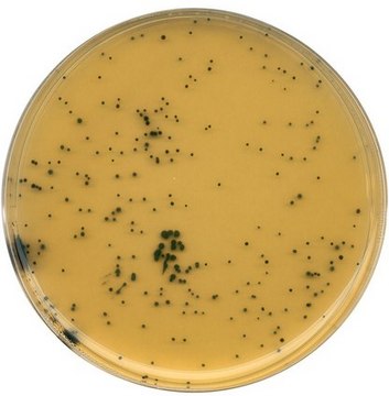 GranuCult&#174; Tryptose sulfite cycloserine agar (base) ISO 7937, ISO 14189, APHA, suitable for microbiology