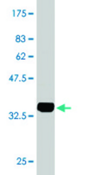 Monoclonal Anti-LASS4 antibody produced in mouse clone 7D1, purified immunoglobulin, buffered aqueous solution