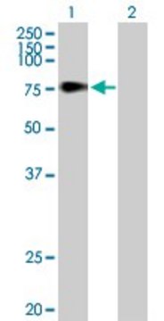 Anti-TDP1 antibody produced in mouse purified immunoglobulin, buffered aqueous solution