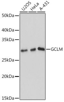 Anti-GCLM antibody produced in rabbit