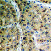 Anti-phospho-Interferon-γ Receptor α (pTyr457) antibody produced in rabbit affinity isolated antibody