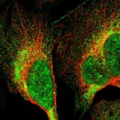 Anti-LRIT3 antibody produced in rabbit Prestige Antibodies® Powered by Atlas Antibodies, affinity isolated antibody, buffered aqueous glycerol solution
