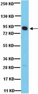 Anti-Rsk1 Antibody from rabbit, purified by affinity chromatography