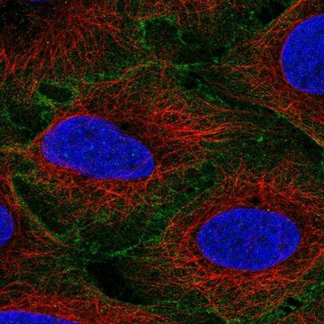 Anti-Edil3 Antibody Produced In Rabbit Prestige Antibodies&#174; Powered by Atlas Antibodies, affinity isolated antibody, buffered aqueous glycerol solution