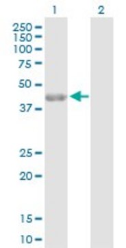 Anti-PARD6A antibody produced in rabbit purified immunoglobulin, buffered aqueous solution