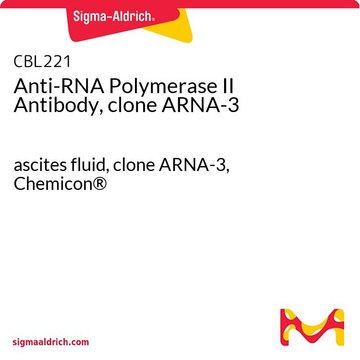 Anti-RNA Polymerase II Antibody, clone ARNA-3 ascites fluid, clone ARNA-3, Chemicon&#174;