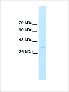 Anti-REN antibody produced in rabbit IgG fraction of antiserum