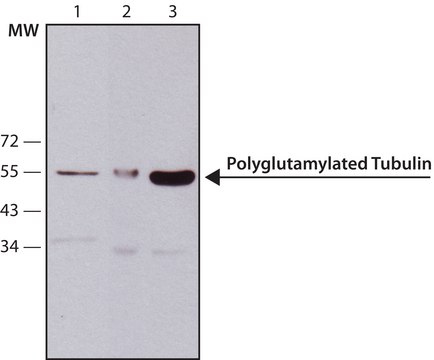 抗微管蛋白多谷氨酰化抗体，小鼠单克隆 小鼠抗 clone B3, purified from hybridoma cell culture