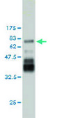 Monoclonal Anti-PDLIM7 antibody produced in mouse clone 2D6, purified immunoglobulin, buffered aqueous solution