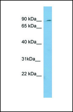 Anti-PREP antibody produced in rabbit affinity isolated antibody