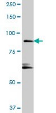 Anti-RIN1 antibody produced in mouse purified immunoglobulin, buffered aqueous solution