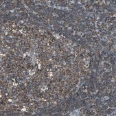 Anti-LRRFIP1 antibody produced in rabbit Prestige Antibodies® Powered by Atlas Antibodies, affinity isolated antibody, buffered aqueous glycerol solution