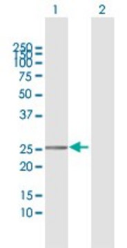 Anti-TMEM177 antibody produced in rabbit purified immunoglobulin, buffered aqueous solution