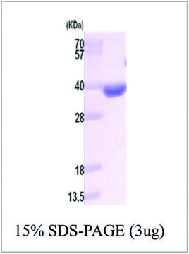 AKR1B10 human recombinant, expressed in E. coli, &#8805;90% (SDS-PAGE)