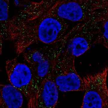 Anti-CSAG1 antibody produced in rabbit Prestige Antibodies&#174; Powered by Atlas Antibodies, affinity isolated antibody