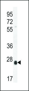 ANTI-SCXA(C-TERMINAL) antibody produced in rabbit affinity isolated antibody, buffered aqueous solution