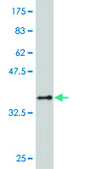 Monoclonal Anti-TAOK3 antibody produced in mouse clone 2B8, purified immunoglobulin, buffered aqueous solution
