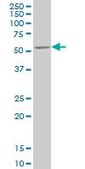 ANTI-ZNF213 antibody produced in mouse clone 3E7, purified immunoglobulin, buffered aqueous solution