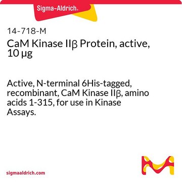 CaM Kinase II&#946; Protein, active, 10 &#181;g Active, N-terminal 6His-tagged, recombinant, CaM Kinase II&#946;, amino acids 1-315, for use in Kinase Assays.