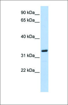 Anti-MS4A4A antibody produced in rabbit affinity isolated antibody