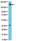 抗PDGFR抗体，克隆CH-3 clone CH-3, from mouse