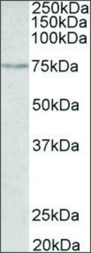 Anti-SLC6A4 (C-terminal) antibody produced in goat affinity isolated antibody, buffered aqueous solution