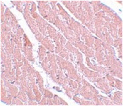 Anti-ATG13 Antibody from rabbit, purified by affinity chromatography