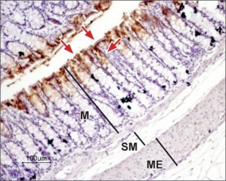 抗-水通道蛋白3 兔抗 affinity isolated antibody