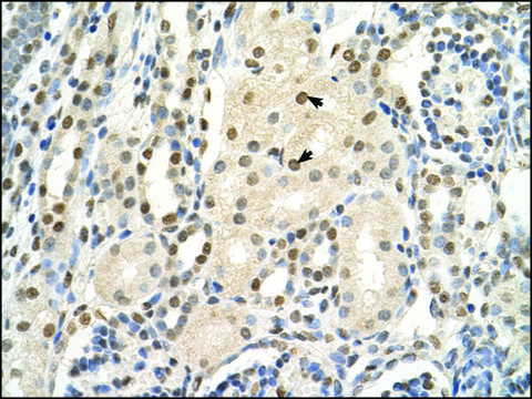 Anti-PUF60 (AB2) antibody produced in rabbit IgG fraction of antiserum