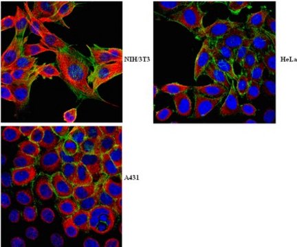 Anti-EB1 Antibody from rabbit