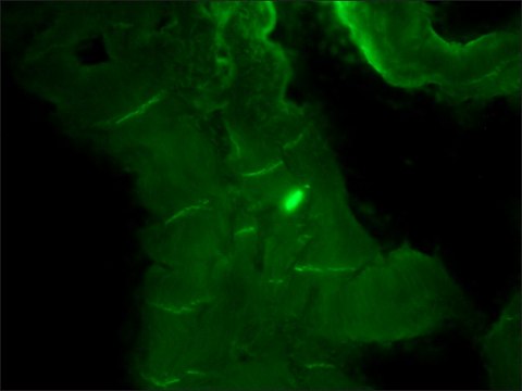 Anti-N-Cadherin antibody, Mouse monoclonal clone GC-4, purified from hybridoma cell culture