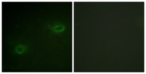 Anti-Syndecan4 antibody produced in rabbit affinity isolated antibody