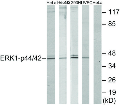 Anti-p44 MAP Kinase antibody produced in rabbit affinity isolated antibody