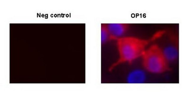 Anti-c-ErbB2/c-Neu (Ab-4) Mouse mAb (7.16.4) liquid, clone 7.16.4, Calbiochem&#174;