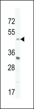 ANTI-BHLHE40(N-TERMINAL) antibody produced in rabbit affinity isolated antibody, buffered aqueous solution