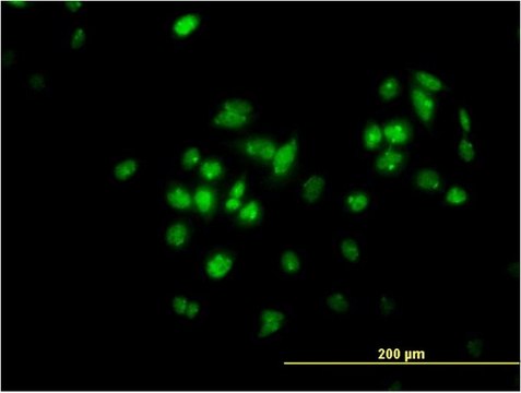 ANTI-TFAP4 antibody produced in mouse clone 7C5, purified immunoglobulin, buffered aqueous solution