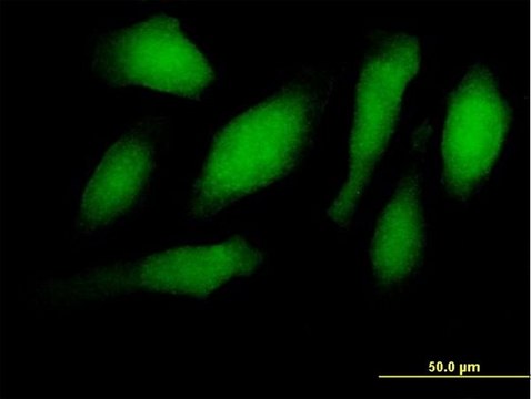 Anti-RNF34 antibody produced in mouse IgG fraction of antiserum, buffered aqueous solution