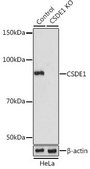 Anti- CSDE1 antibody produced in rabbit