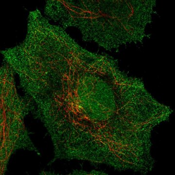 Anti-SPPL2B antibody produced in rabbit Prestige Antibodies&#174; Powered by Atlas Antibodies, affinity isolated antibody