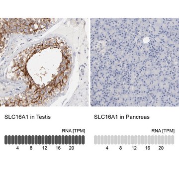 抗-SLC16A1 兔抗 Prestige Antibodies&#174; Powered by Atlas Antibodies, affinity isolated antibody, buffered aqueous glycerol solution