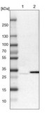 Anti-TATDN1 antibody produced in rabbit Prestige Antibodies® Powered by Atlas Antibodies, affinity isolated antibody, buffered aqueous glycerol solution