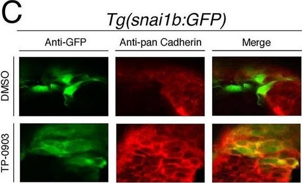 Anti-Pan Cadherin antibody produced in rabbit whole antiserum