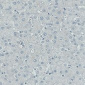 Monoclonal Anti-RNASE7 antibody produced in mouse Prestige Antibodies® Powered by Atlas Antibodies, clone CL0223, purified immunoglobulin, buffered aqueous glycerol solution