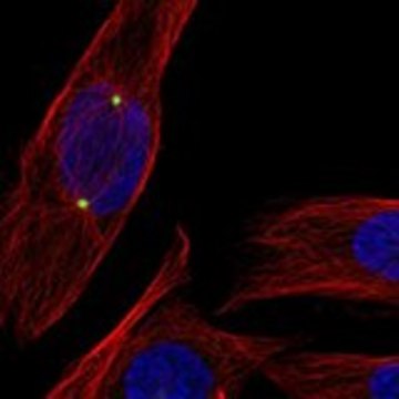 Anti-CDK5RAP2 antibody produced in rabbit Prestige Antibodies&#174; Powered by Atlas Antibodies, affinity isolated antibody, buffered aqueous glycerol solution