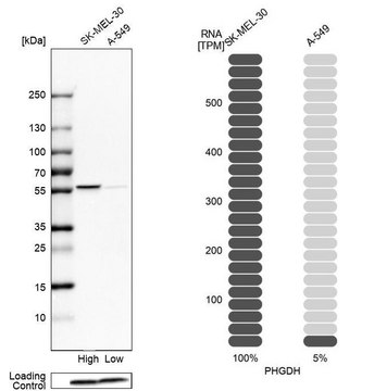 抗 PHGDH 兔抗 Prestige Antibodies&#174; Powered by Atlas Antibodies, affinity isolated antibody, buffered aqueous glycerol solution, Ab1