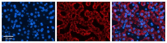 Anti-CTAGE5 antibody produced in rabbit affinity isolated antibody