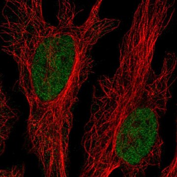 Anti-CLK2 antibody produced in rabbit Prestige Antibodies&#174; Powered by Atlas Antibodies, affinity isolated antibody