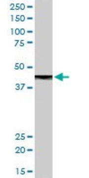 Anti-CPB1 antibody produced in rabbit purified immunoglobulin, buffered aqueous solution