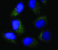 Anti-Lamin A−Atto 647N antibody produced in rabbit 1.5-3 mg/mL, affinity isolated antibody, buffered aqueous solution
