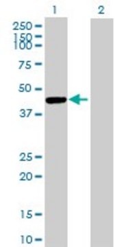 Anti-CTSE, (C-terminal) antibody produced in mouse purified immunoglobulin, buffered aqueous solution